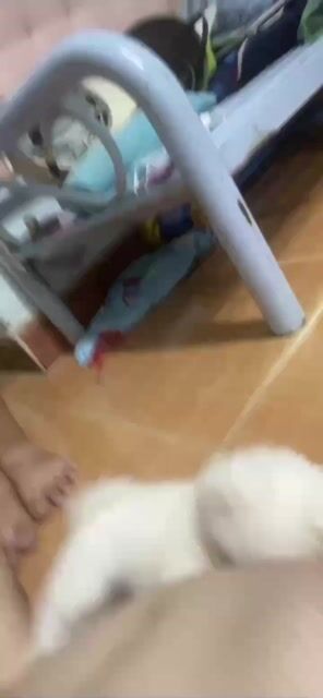 Chó Phốc Sóc lai Chihuahua cái 4 tháng. Mua bán Chó tại Thành phố Thủ Đức Tp Hồ Chí Minh được đăng bởi Vũ Yến hình 1