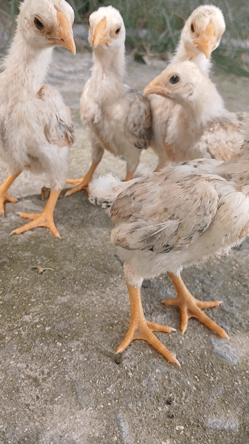 gà kiểng koshamo . Mua bán Gà tại Huyện Đức Hòa Long An được đăng bởi trantu hình 1