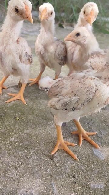 gà kiểng koshamo . Mua bán Gà tại Huyện Đức Hòa Long An được đăng bởi trantu hình 1