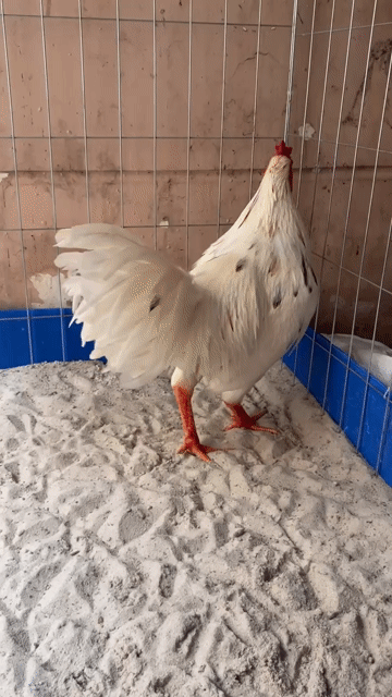 Gà Asil Thái Mỹ Trắng 3.3kg. Mua bán Gà tại Huyện Hóc Môn Tp Hồ Chí Minh được đăng bởi Le Duy hình 1