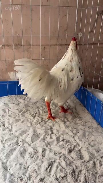 Gà Asil Thái Mỹ Trắng 3.3kg. Mua bán Gà tại Huyện Hóc Môn Tp Hồ Chí Minh được đăng bởi Le Duy hình 1