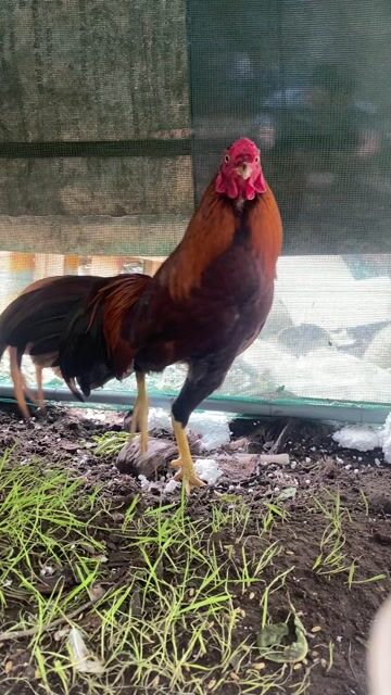 Gà tre Chuối 1.5 kg. Mua bán Gà tại Thành phố Trà Vinh Trà Vinh được đăng bởi đức hình 1