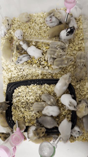 Chuột Hamster Winter White nhiều màu. Mua bán Thú cưng khác tại Quận Cái Răng Cần Thơ được đăng bởi Dương hình 1