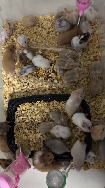 Chuột Hamster Winter White nhiều màu. Mua bán Thú cưng khác tại Quận Cái Răng Cần Thơ được đăng bởi Dương hình 1