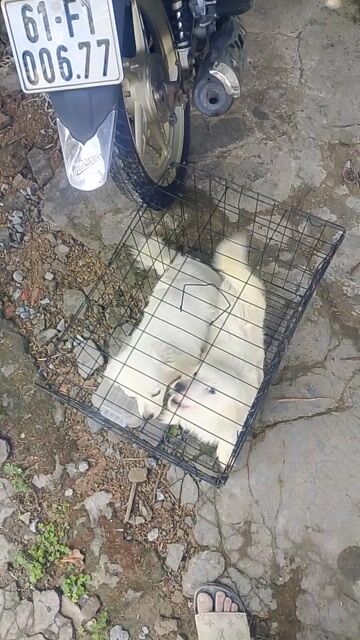 Chó cảnh Trắng. Mua bán Chó tại Huyện Châu Thành A Hậu Giang được đăng bởi Thuỳ Trang  hình 1