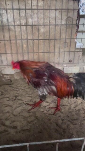 Gà chọi Xám 2.5kg 1x. Mua bán Gà tại Thành phố Mỹ Tho Tiền Giang được đăng bởi Loc hình 1