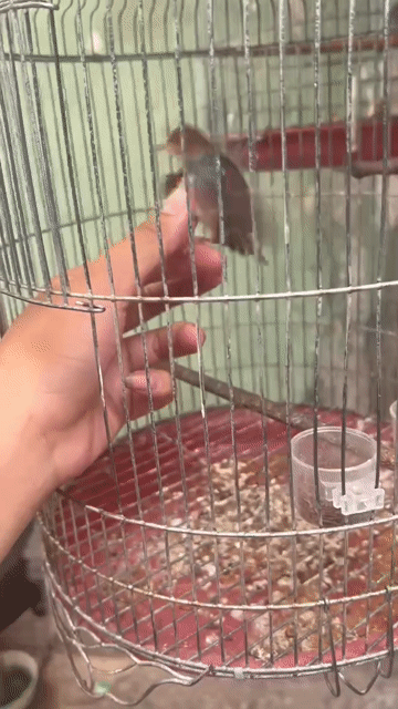 Chim Mái đá Zin chưa khai thác. Mua bán Chim tại Huyện Nhà Bè Tp Hồ Chí Minh được đăng bởi Quang Trường hình 1