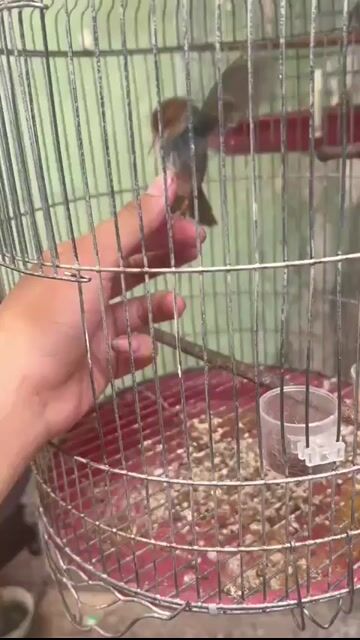 Chim Mái đá Zin chưa khai thác. Mua bán Chim tại Huyện Nhà Bè Tp Hồ Chí Minh được đăng bởi Quang Trường hình 1