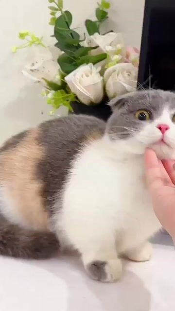 Mèo Munchkin tam thể cái 5 tháng tuổi. Mua bán Mèo tại Thành phố Thủ Đức Tp Hồ Chí Minh được đăng bởi Âu Minh Huy hình 1