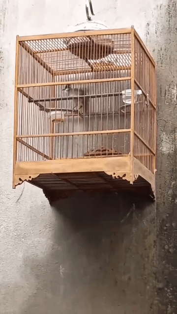 Chim chào mào má trắng đực bẫy đấu. Mua bán Chim tại Quận 8 Tp Hồ Chí Minh được đăng bởi Chào mào bổi  hình 1
