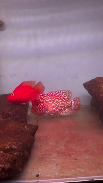 La Hán Golden Base F2. Mua bán Thú cưng khác tại Quận Bình Tân Tp Hồ Chí Minh được đăng bởi Lưu Tấn Phát hình 1