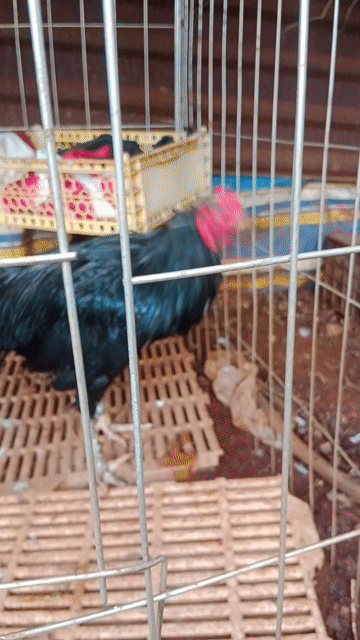 ô tơ 2k2. Mua bán Gà tại Thành phố Long Khánh Đồng Nai được đăng bởi út miền tây  hình 1