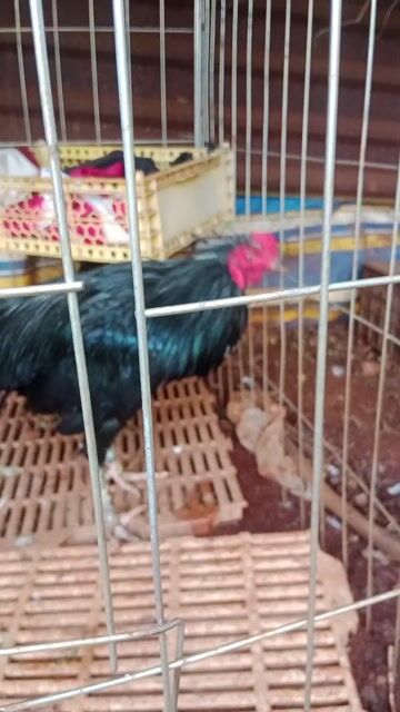 ô tơ 2k2. Mua bán Gà tại Thành phố Long Khánh Đồng Nai được đăng bởi út miền tây  hình 1