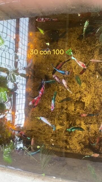 Cá Betta nhiều màu khỏe mạnh 30 con. Mua bán Thú cưng khác tại Quận 7 Tp Hồ Chí Minh được đăng bởi Cuong Ken Dy hình 1