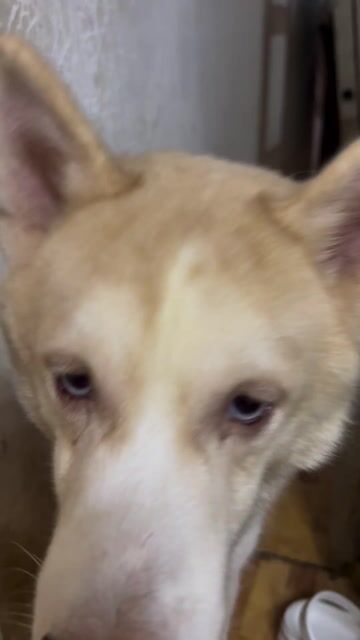 Husky đực 11 tháng siêu đáng iuuuu. Mua bán Chó tại Quận 11 Tp Hồ Chí Minh được đăng bởi Chi Chi hình 1