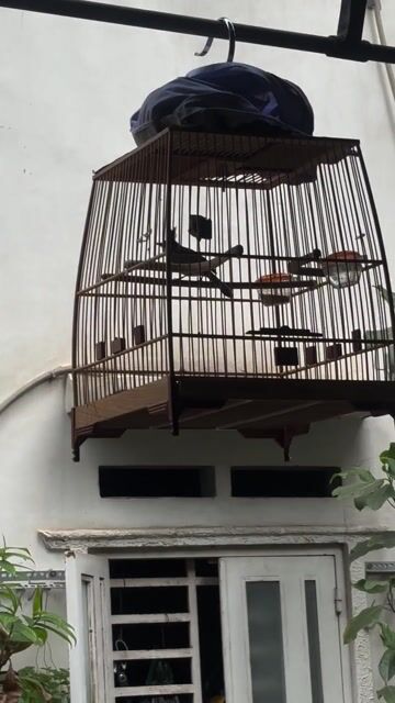 Chim Chào mào bổi. Mua bán Chim tại Quận Bình Thạnh Tp Hồ Chí Minh được đăng bởi LQ hình 1