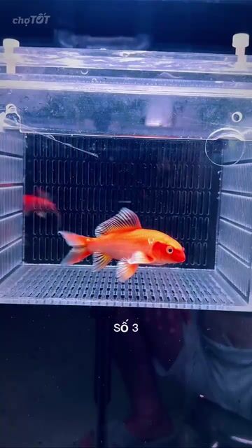 Cá chép phi tần đỏ đầu cụp phẩm cao <10cm. Mua bán Thú cưng khác tại Quận Bình Thạnh Tp Hồ Chí Minh được đăng bởi Khoa Le hình 1