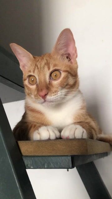 Mèo đực Vàng cam đã triệt sản. Mua bán Mèo tại Huyện Hòa Thành Tây Ninh được đăng bởi Chia  hình 1