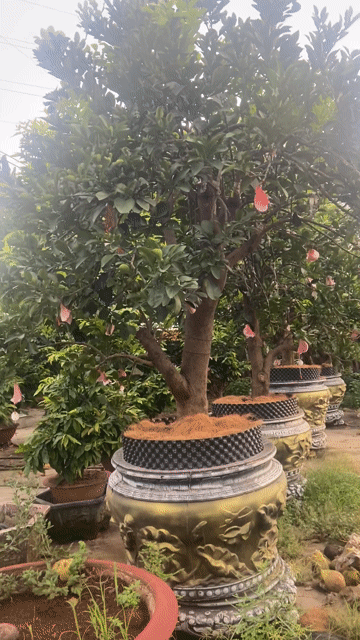 Cây bưởi thuần chậu. Mua bán Cây cảnh, đồ trang trí tại Huyện Củ Chi Tp Hồ Chí Minh được đăng bởi Van Bon hình 1