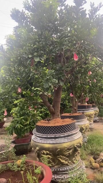 Cây bưởi thuần chậu. Mua bán Cây cảnh, đồ trang trí tại Huyện Củ Chi Tp Hồ Chí Minh được đăng bởi Van Bon hình 1