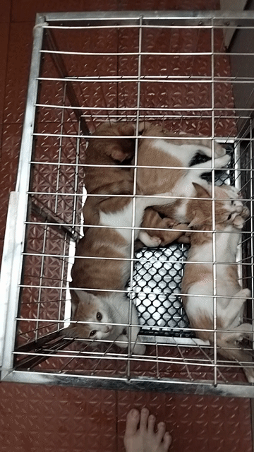 Mèo Vàng trắng 1 tháng chưa tiêm. Mua bán Mèo tại Quận Hoàn Kiếm Hà Nội được đăng bởi Lương Thị Mộng Mơ hình 1