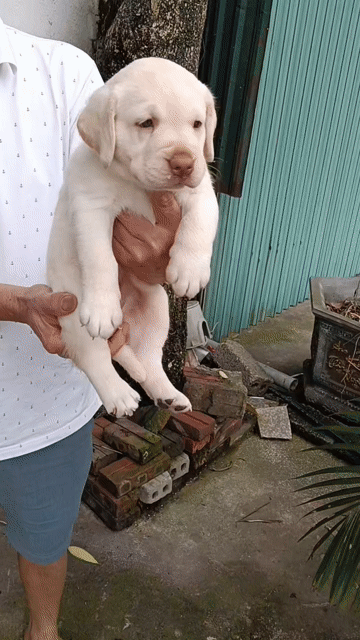 Chó Labrador cái baby. Mua bán Chó tại Thị xã Duy Tiên Hà Nam được đăng bởi Vũ Văn Tính hình 1