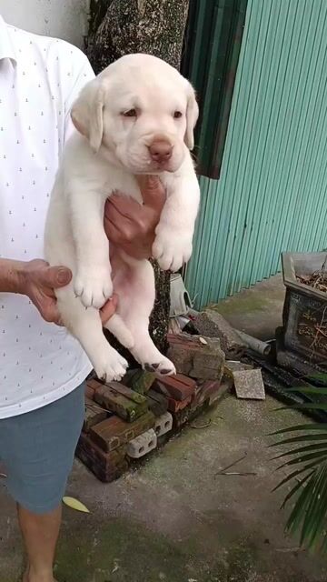 Chó Labrador cái baby. Mua bán Chó tại Thị xã Duy Tiên Hà Nam được đăng bởi Vũ Văn Tính hình 1