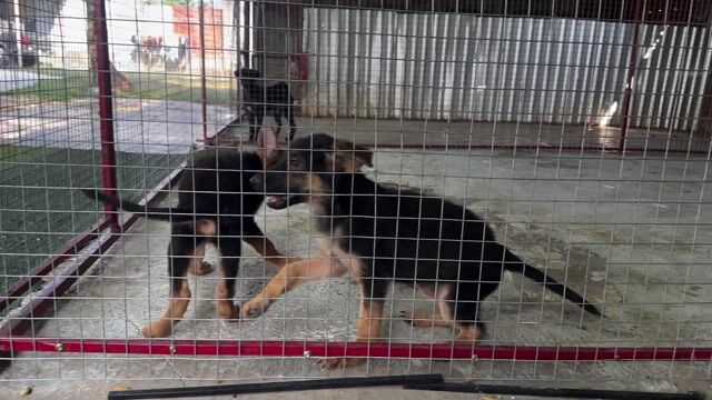 Chó Becgie Đức 2 tháng đã tiêm. Mua bán Chó tại Huyện Hóc Môn Tp Hồ Chí Minh được đăng bởi Trường huấn luyện chó 119 hình 1