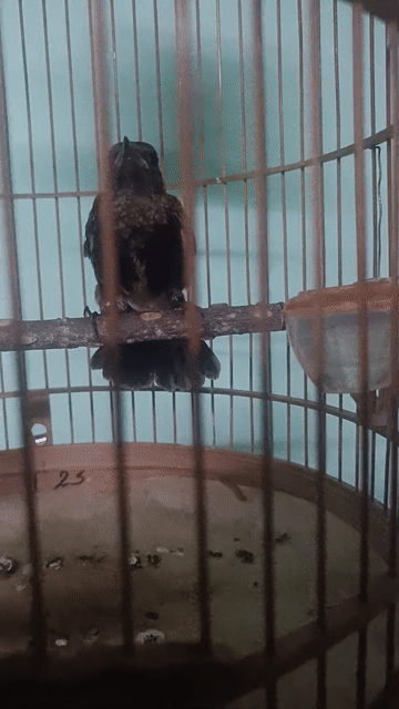 Chim cảnh màu Đen. Mua bán Chim tại Thành phố Dĩ An Bình Dương được đăng bởi đình bird hình 1