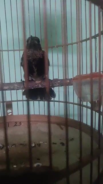 Chim cảnh màu Đen. Mua bán Chim tại Thành phố Dĩ An Bình Dương được đăng bởi đình bird hình 1