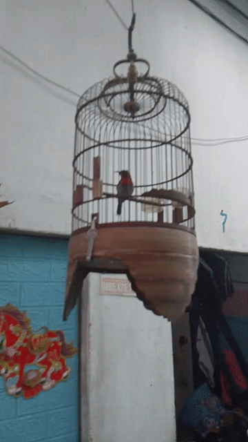 Chim 5m cam cung ip minh. Mua bán Chim tại Thành phố Thuận An Bình Dương được đăng bởi trùm chim cỏ hình 1