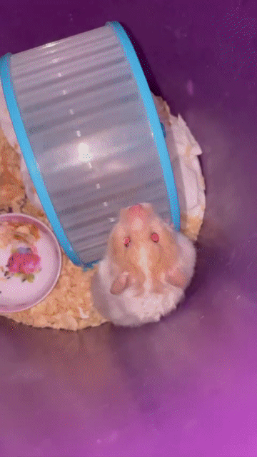 Chuột Hamster Trưởng thành Cái Trắng Nâu. Mua bán Thú cưng khác tại Huyện Thống Nhất Đồng Nai được đăng bởi Ng Thủy hình 1
