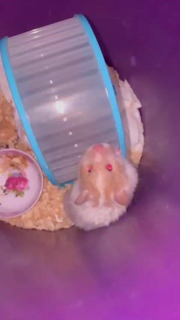 Chuột Hamster Trưởng thành Cái Trắng Nâu. Mua bán Thú cưng khác tại Huyện Thống Nhất Đồng Nai được đăng bởi Ng Thủy hình 1