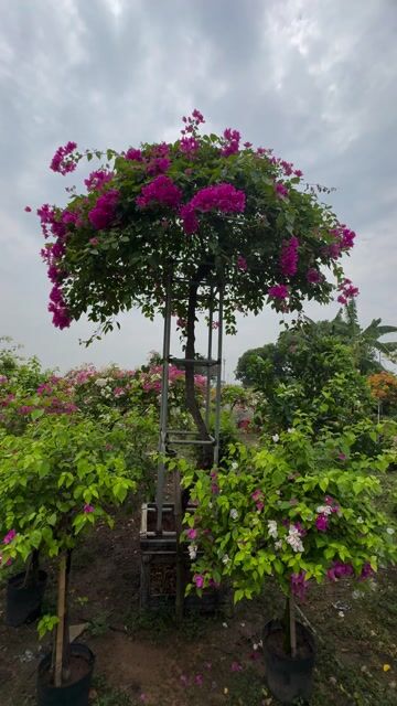 Cây hoa giấy Đa sắc. Mua bán Cây cảnh, đồ trang trí tại Huyện Gia Lâm Hà Nội được đăng bởi Bác Hà hình 1