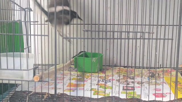 Chim Choè than 1 tháng lồng. Mua bán Chim tại Quận Gò Vấp Tp Hồ Chí Minh được đăng bởi Gas Bình Minh hình 1