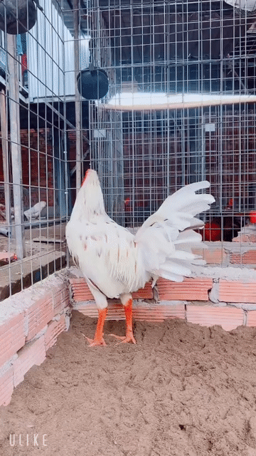 Gà chọi Bướm tơ Thái Mỹ 3kg Trắng Gà tơ. Mua bán Gà tại Thành phố Sa Đéc Đồng Tháp được đăng bởi Trại gà TH hình 1