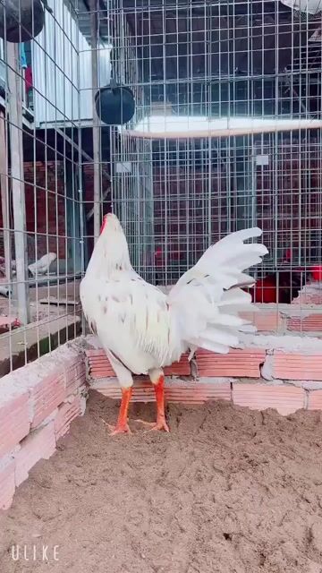 Gà chọi Bướm tơ Thái Mỹ 3kg Trắng Gà tơ. Mua bán Gà tại Thành phố Sa Đéc Đồng Tháp được đăng bởi Trại gà TH hình 1