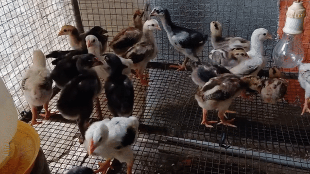 gà đòn, gà nòi lai đông tảo. Mua bán Gà tại Huyện Củ Chi Tp Hồ Chí Minh được đăng bởi vịt xiêm giống  hình 1