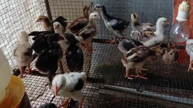 gà đòn, gà nòi lai đông tảo. Mua bán Gà tại Huyện Củ Chi Tp Hồ Chí Minh được đăng bởi vịt xiêm giống  hình 1