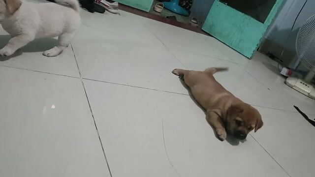 Thanh lý bầy heo. Mua bán Chó tại Thành phố Thủ Đức Tp Hồ Chí Minh được đăng bởi Sang hình 1