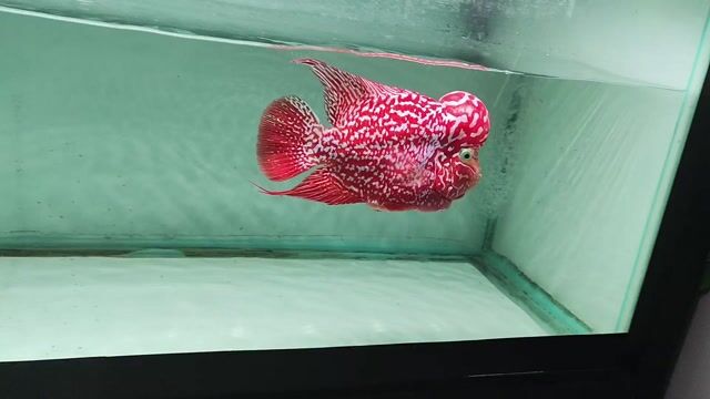 Cá cảnh Gb f2 Đỏ. Mua bán Thú cưng khác tại Quận Bình Thạnh Tp Hồ Chí Minh được đăng bởi Trung Hoàng hình 1