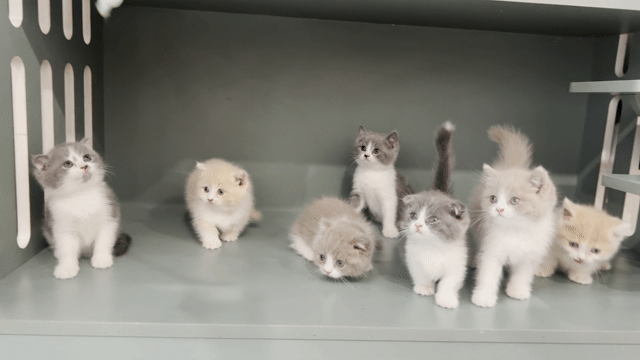 🌟Sale Gấp Các Bé Mèo Xinh Ạ. Mua bán Mèo tại Quận Hai Bà Trưng Hà Nội được đăng bởi Family Pet Shop hình 1