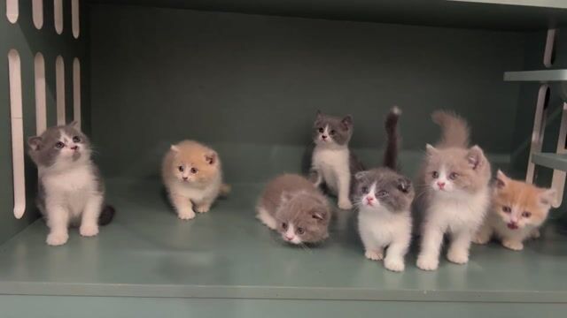 🌟Sale Gấp Các Bé Mèo Xinh Ạ. Mua bán Mèo tại Quận Hai Bà Trưng Hà Nội được đăng bởi Family Pet Shop hình 1