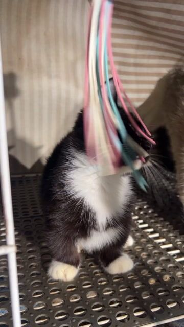 Mèo Tuxedo Lùn Đực tìm nhà mới 🌸. Mua bán Mèo tại Quận Bình Tân Tp Hồ Chí Minh được đăng bởi Mèo Nhà Seaa  hình 1