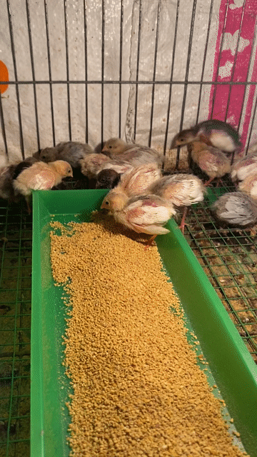 Gà rutin 2 tuần. Mua bán Gà tại Quận Bình Tân Tp Hồ Chí Minh được đăng bởi An Tâm hình 1