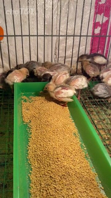Gà rutin 2 tuần. Mua bán Gà tại Quận Bình Tân Tp Hồ Chí Minh được đăng bởi An Tâm hình 1
