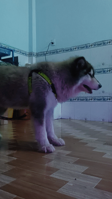 Chó Alaska 8 tháng tuổi. Mua bán Chó tại Huyện Chơn Thành Bình Phước được đăng bởi Thanh Danh hình 1