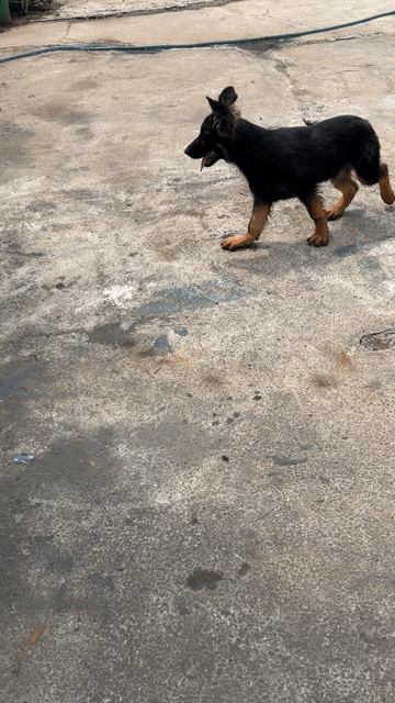 Chó Becgie Đức đực 3 tháng. Mua bán Chó tại Thị xã Tân Uyên Bình Dương được đăng bởi đăng khoa hình 1