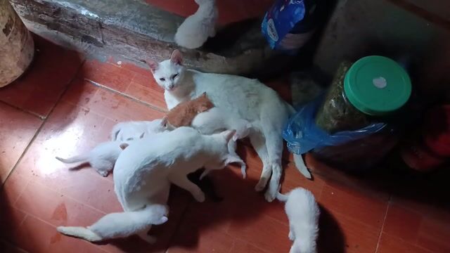 Mèo lai Anh lông ngắn 2 tháng. Mua bán Mèo tại Huyện Đông Anh Hà Nội được đăng bởi Oanh trần thị quỳnh hình 1