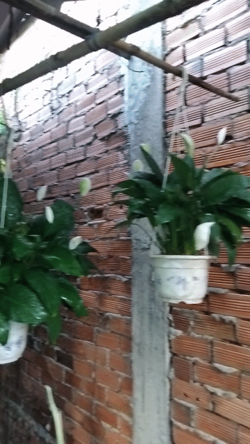 combo 6 chậu.. Mua bán Cây cảnh, đồ trang trí tại Quận 12 Tp Hồ Chí Minh được đăng bởi ĐẠT hình 1